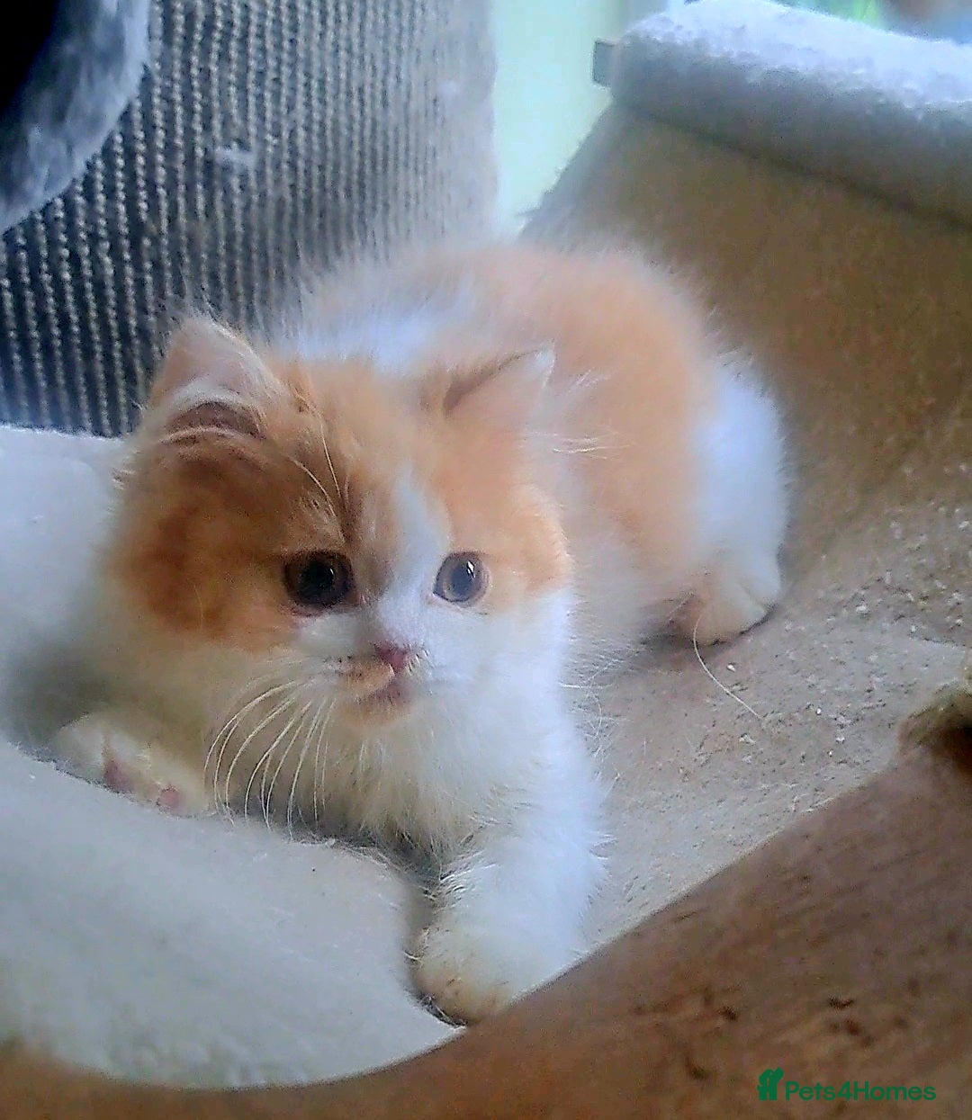 British Longhair cats for sale: *RESERVED* Red Bicolour British Longhair Kitten - Image 12