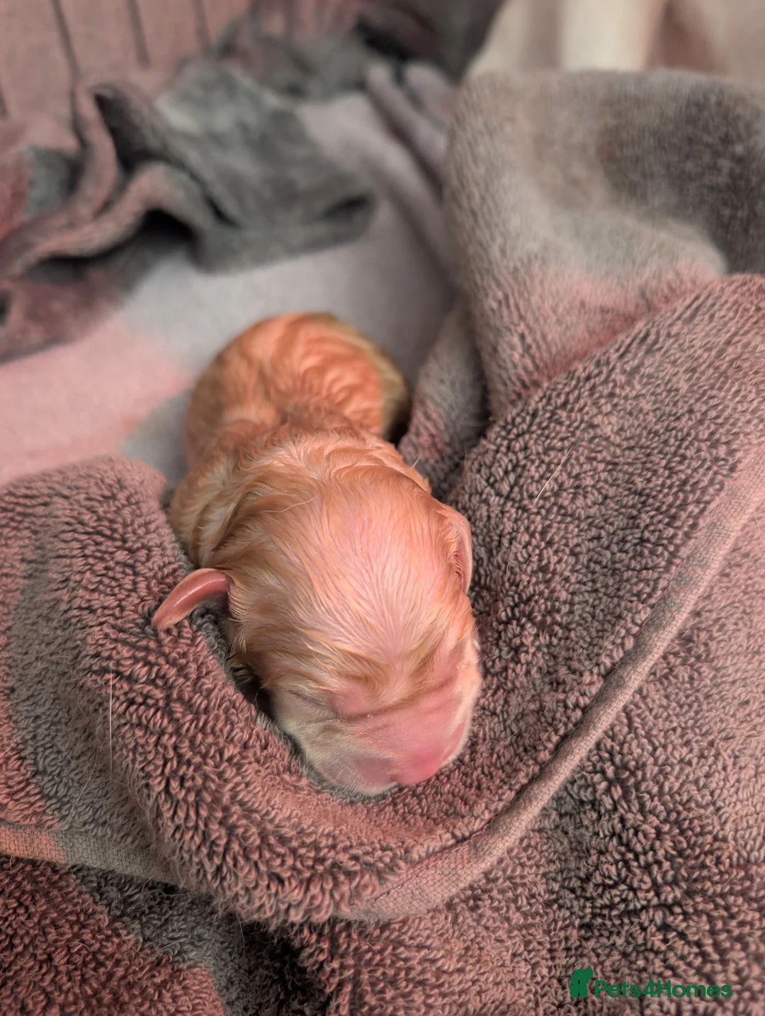 Labrador Retriever dogs for sale:  Labrador Puppies White(Yellow) & Fox Red  in Northampton - Advert 3