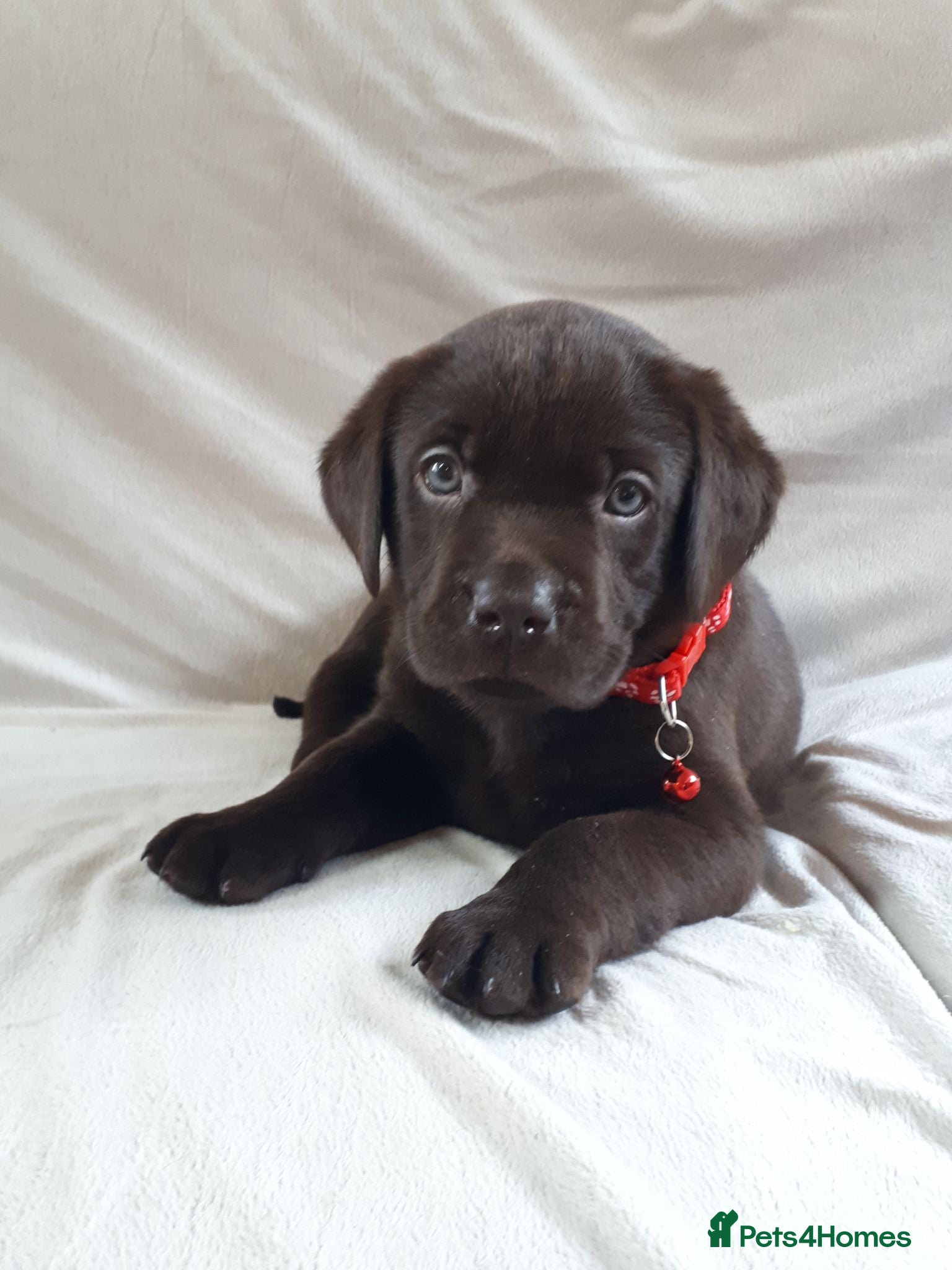 Labrador Retriever dogs Super Chocolate KC Reg Pups- Health Tested Parents - Advert 1