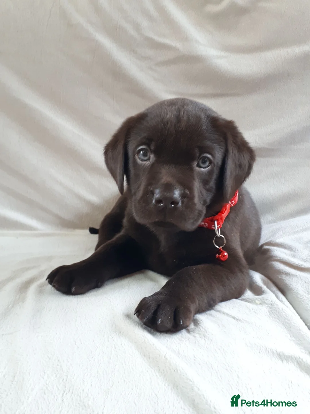 Labrador Retriever dogs for sale: Super Chocolate KC Reg Pups- Health Tested Parents - Advert 1