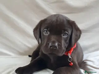 Labrador Retriever dogs Super Chocolate KC Reg Pups- Health Tested Parents - Advert 2