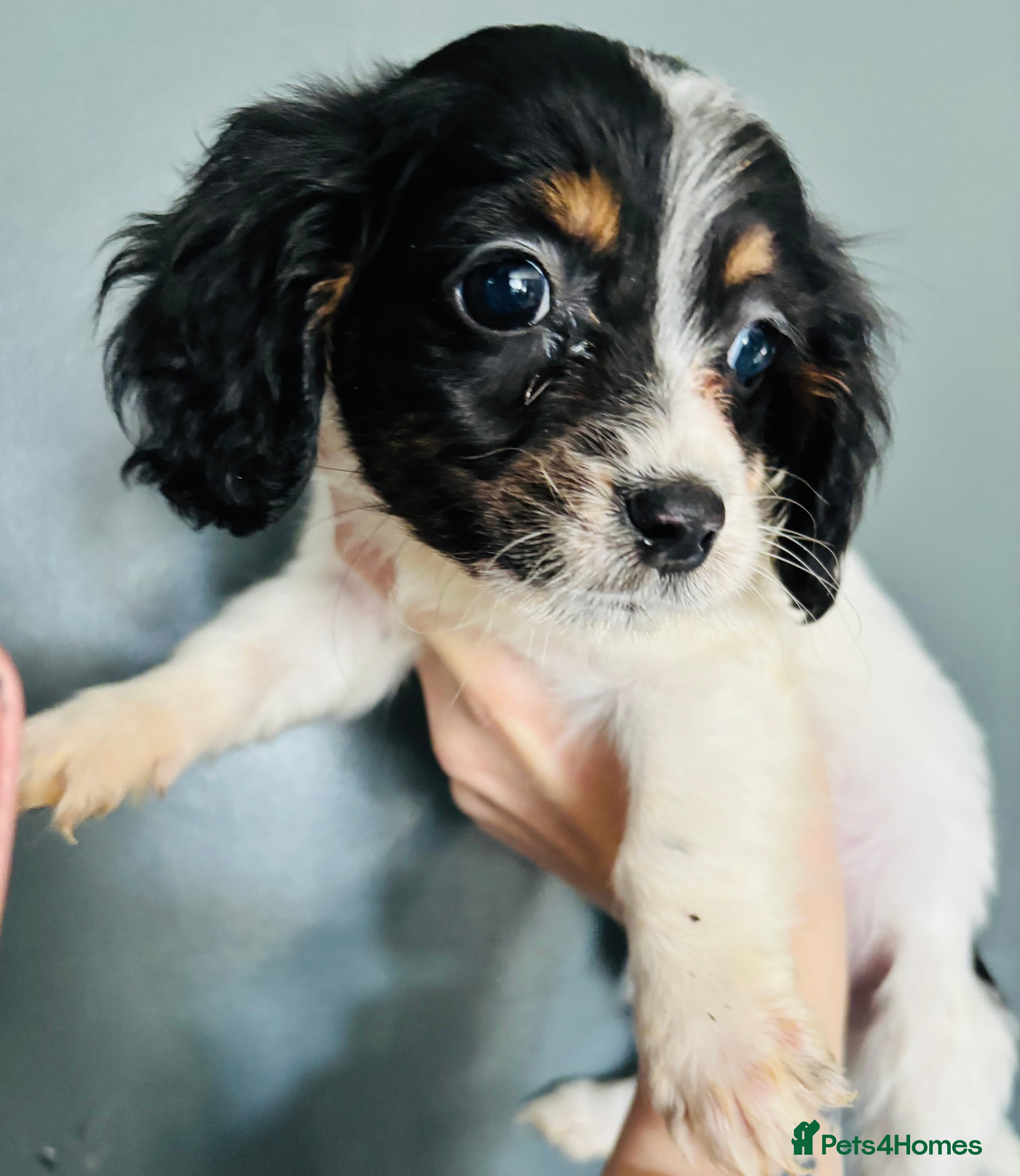 Mixed Breed dogs Adorable doxiepoo puppies last puppy remaining  - Advert 11