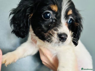Mixed Breed dogs Adorable doxiepoo puppies last puppy remaining - Advert 3