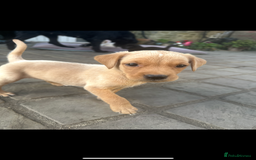 Mixed Breed dogs for sale: 3/4 Labrador 1/4 German wire hair pointer  - Image 14