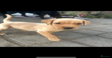 Mixed Breed dogs - Advert 10