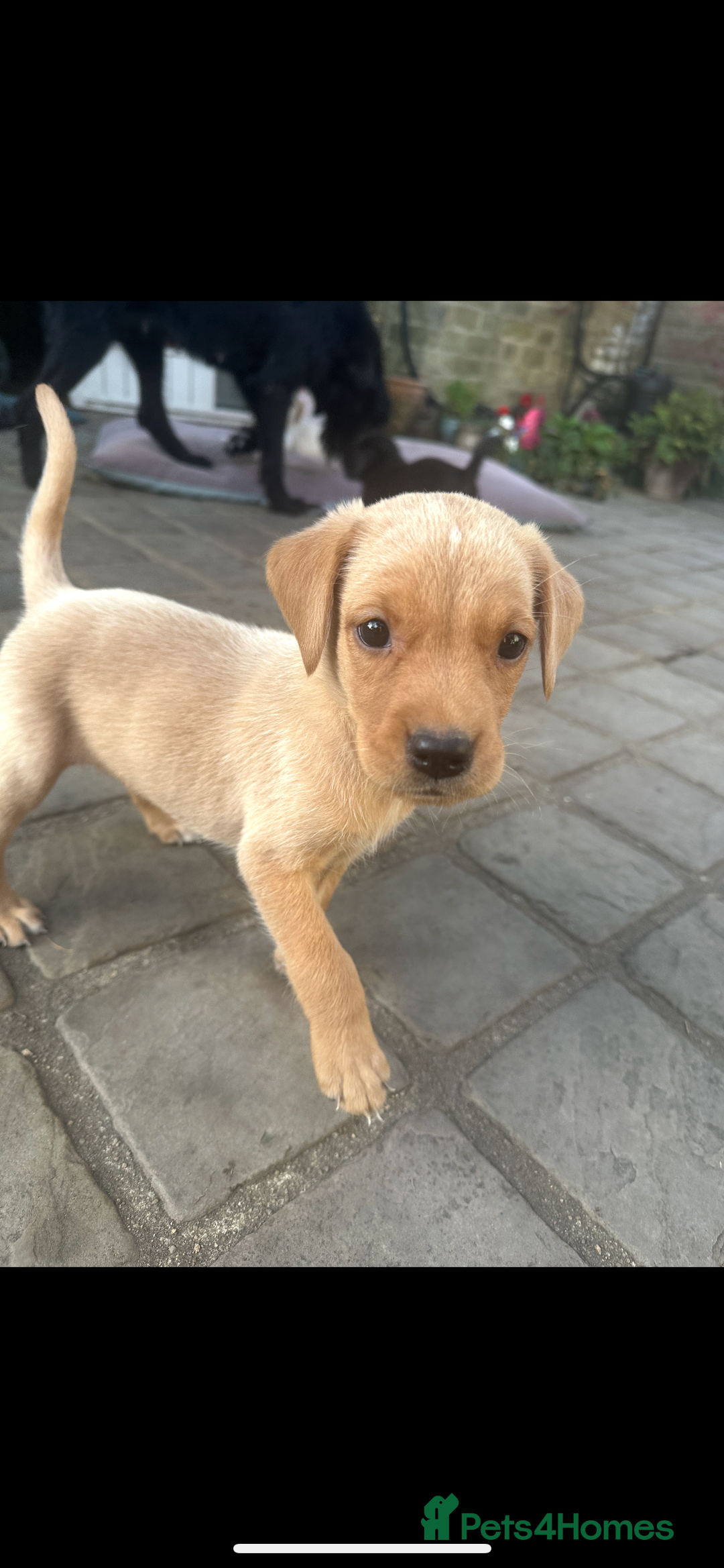 Mixed Breed dogs for sale: 3/4 Labrador 1/4 German wire hair pointer  - Image 14