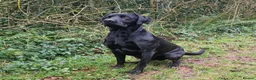 Labrador Retriever dogs for stud: KC 0/0 Hips/ Elbows, Health tested Labrador  - Advert 8