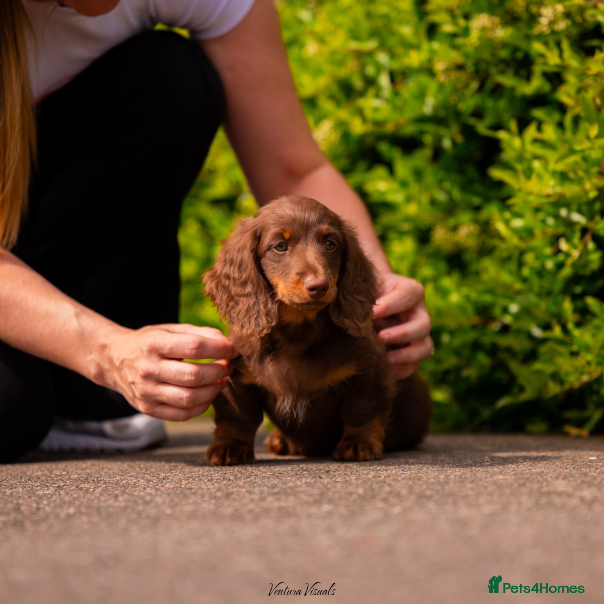 Miniature Dachshund dogs for sale: Long Haired Miniature Dachshund-Isabella&Chocolate - Advert 4