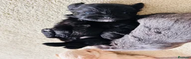 Maltipom 1