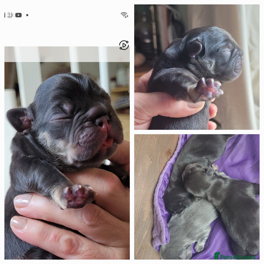 French Bulldog dogs for stud: Top Quality Stud RAMSGATE 🎯🎯 KC registered💣💣  in Ramsgate - Advert 26