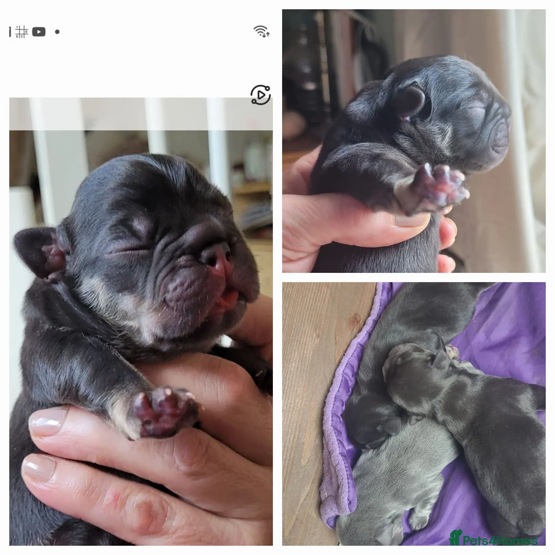 French Bulldog dogs for stud: Top Quality Stud RAMSGATE 🎯🎯 KC registered💣💣  in Ramsgate - Advert 26