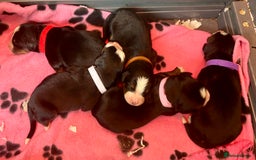 Bernese Mountain Dog dogs for sale: OUTSTANDING KC PEDIGREE HEALTH TESTED LITTER DUE - Image 3