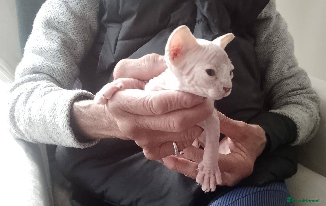Sphynx cats for sale: Beautiful Sphinx boys available.  - Advert 7