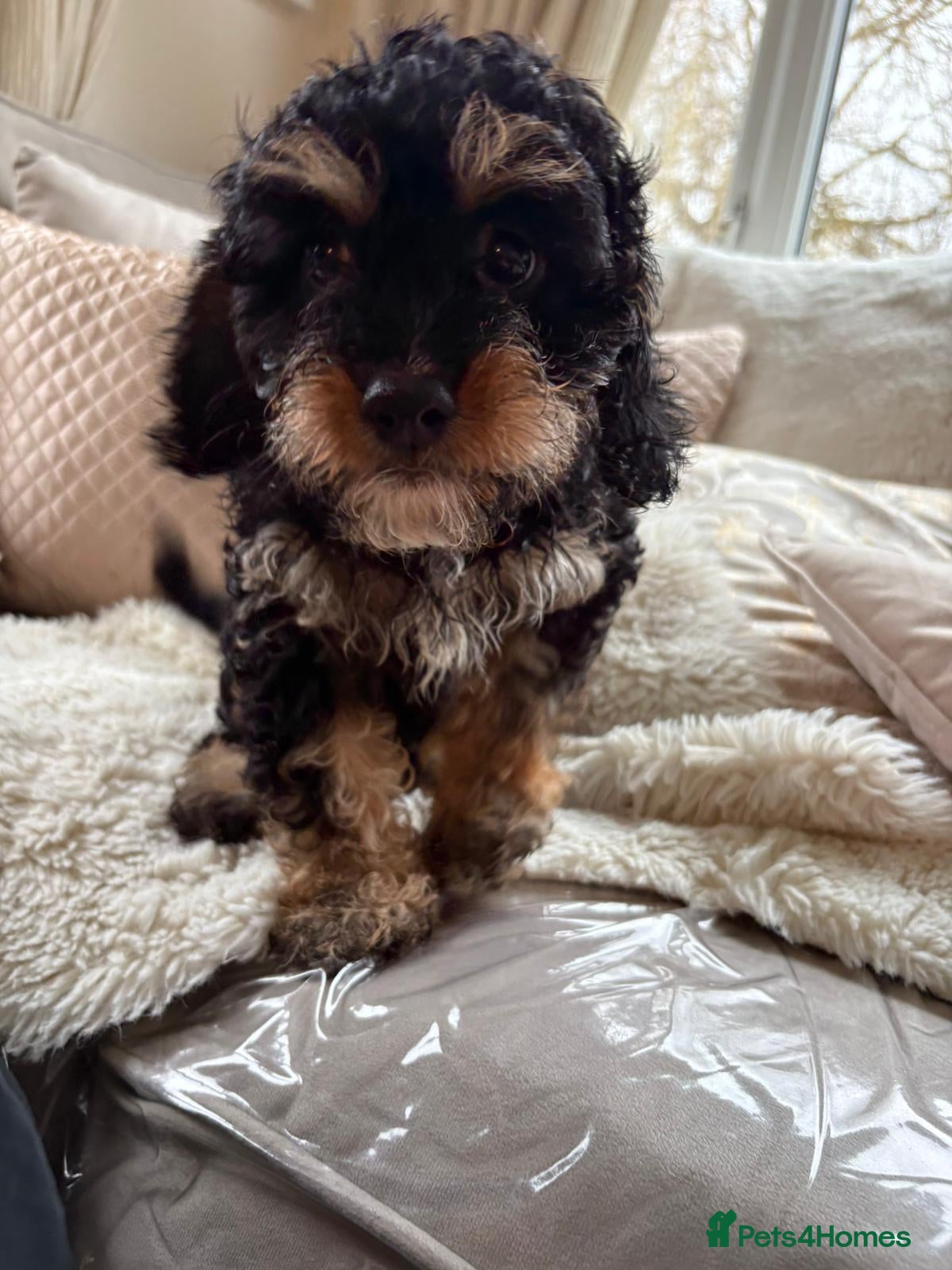 Cavapoo dogs Black and tanned cavapoo  in Dereham - Advert 14