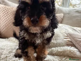 Cavapoo dogs Black and tanned cavapoo in Dereham - Advert 14