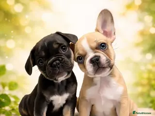 French Bulldog dogs Stunning KC Registered French Bulldog Puppies - Advert 17