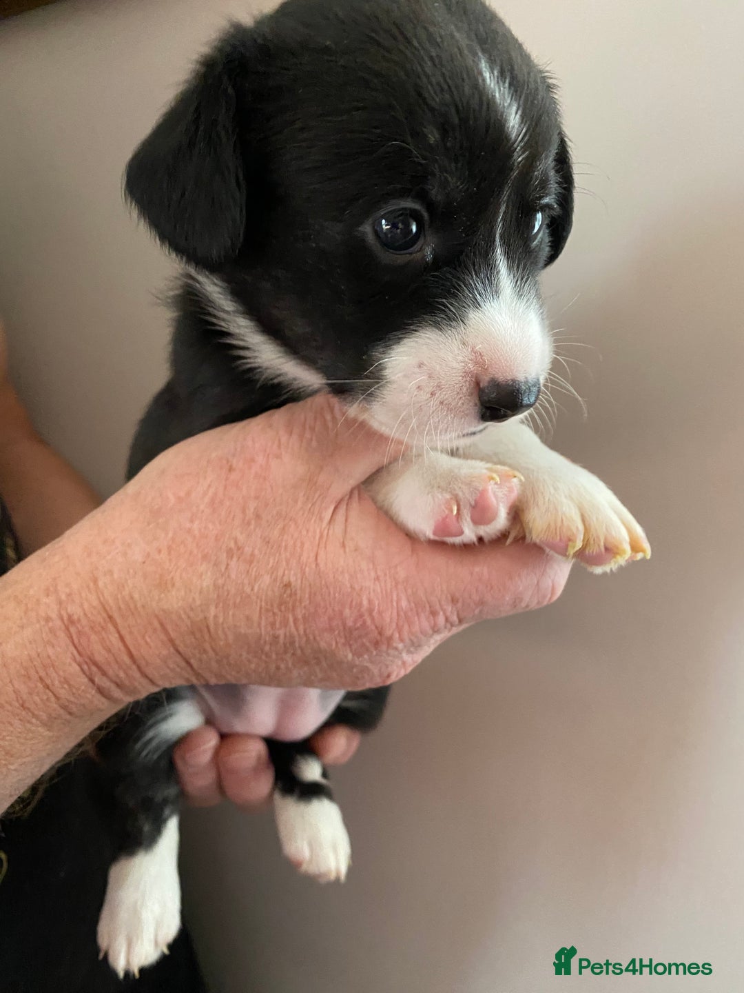 Welsh Corgi Cardigan dogs for sale: WELSH CARDIGAN CORGI BABIES - Advert 2