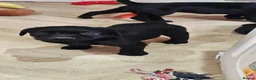 Labrador Retriever dogs for sale: 2 BEAUTIFUL BLACK BOY KC LABRADORS READY TO LEAVE - Advert 19