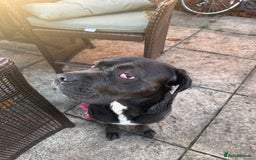 Cane Corso dogs for sale: Cane corso girl, read description thoroughly  🍒  - Image 1