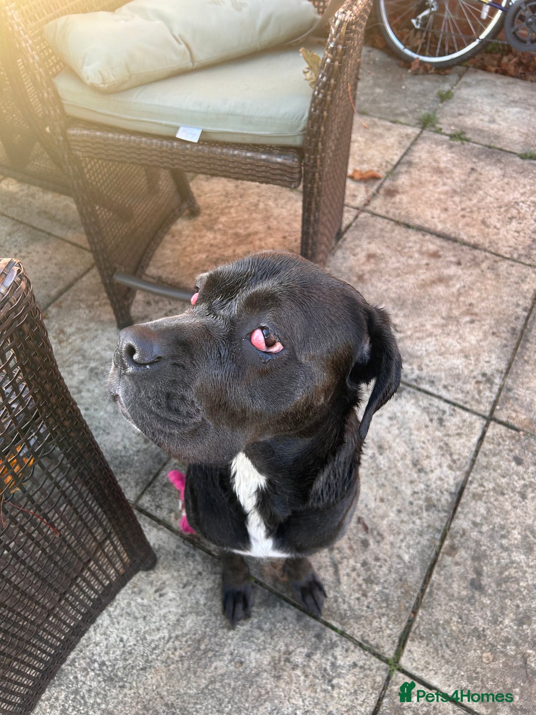 Cane Corso dogs for sale: Cane corso girl, read description thoroughly  🍒  - Image 1