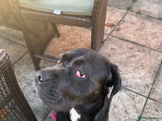 Cane Corso dogs - Advert 21