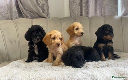 Cockapoo dogs for sale: Beautiful F1 cockapoos ready now  - Image 7
