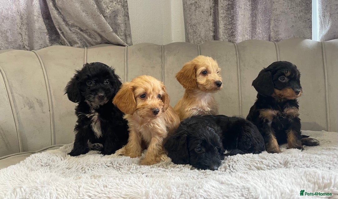 Cockapoo dogs for sale: Beautiful F1 cockapoos ready now  - Image 7