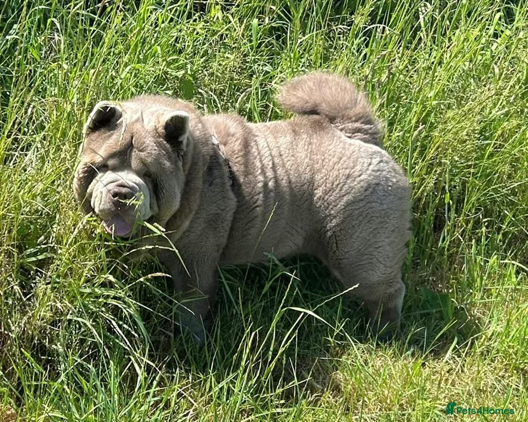 Chow Chow dogs for stud: The only rare lilac smooth coat KC reg  - Advert 15