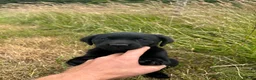 Labrador Retriever dogs for sale: Fabulous Male Black Lab puppy for sale. in Sheffield - Advert 6
