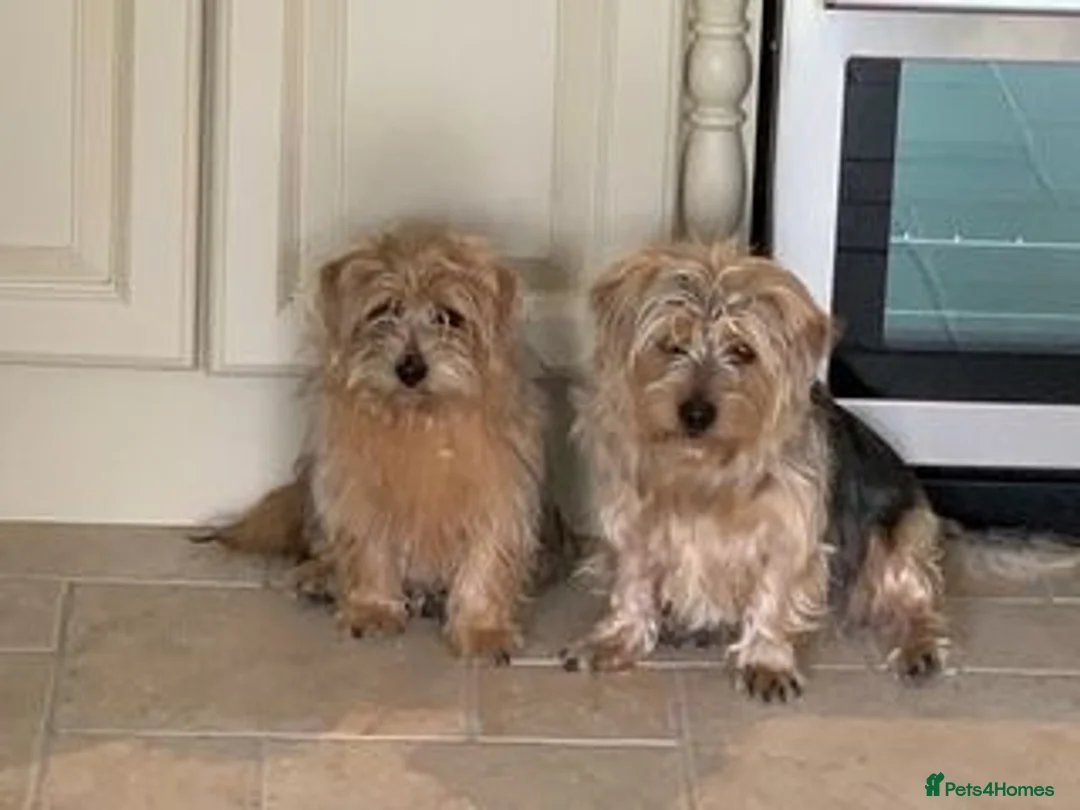 Norfolk Terrier dogs for sale: 5 year-old Neutered Male Norfolk Terrier - Advert 5