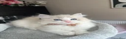 Ragdoll cats for sale: Registered Ragdoll kittens for sale - Advert 15