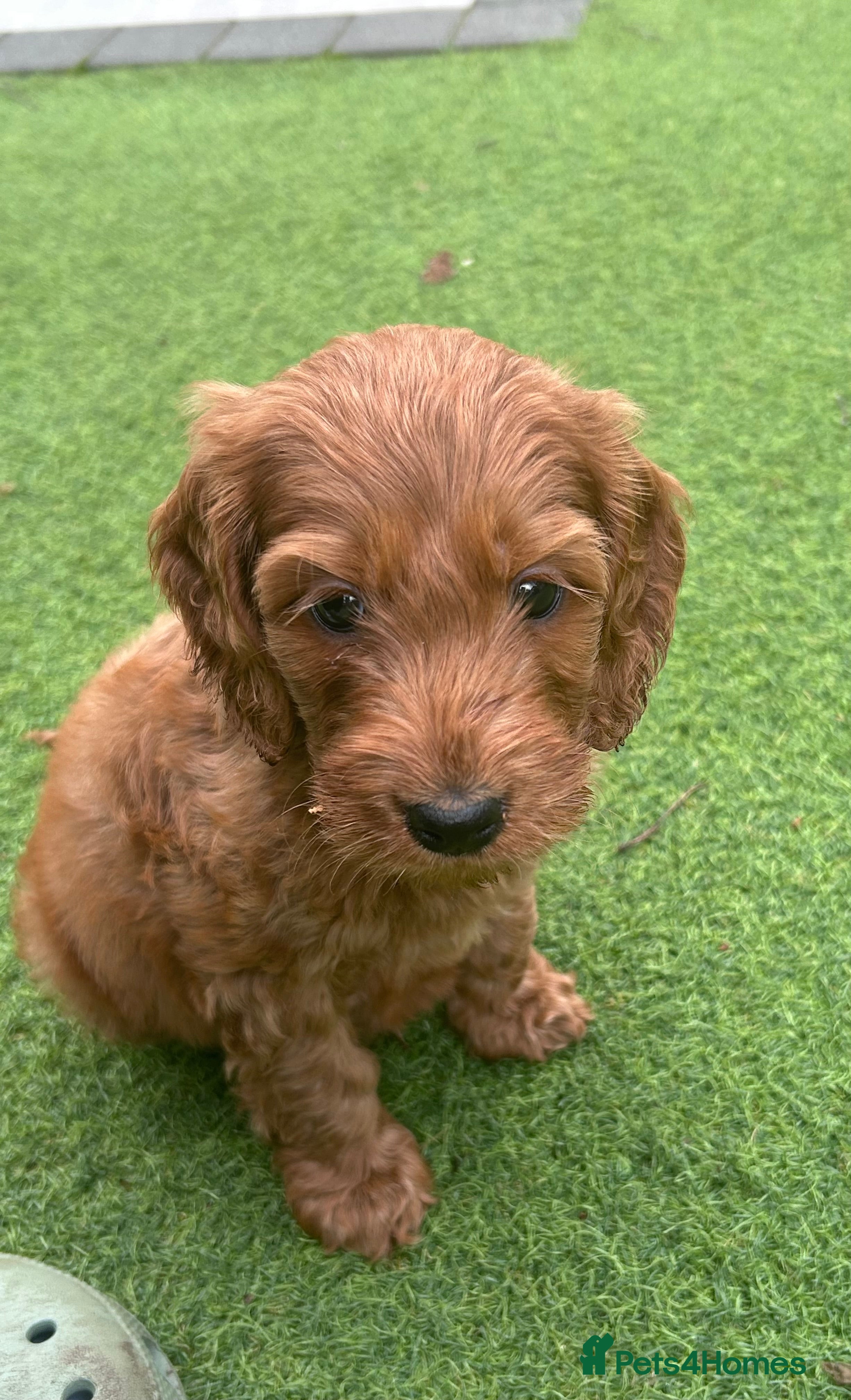Cavapoo dogs 9 Week Old Cavapoo - Advert 4