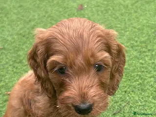 Cavapoo dogs 9 Week Old Cavapoo - Advert 4