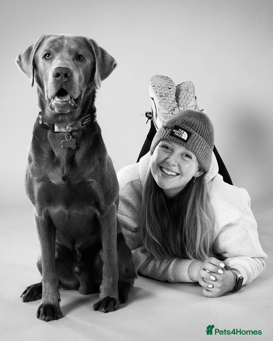 Labrador Retriever dogs for stud: STUNNING SILVER LABRADOR AVAILABLE FOR STUD in Sheffield - Advert 2