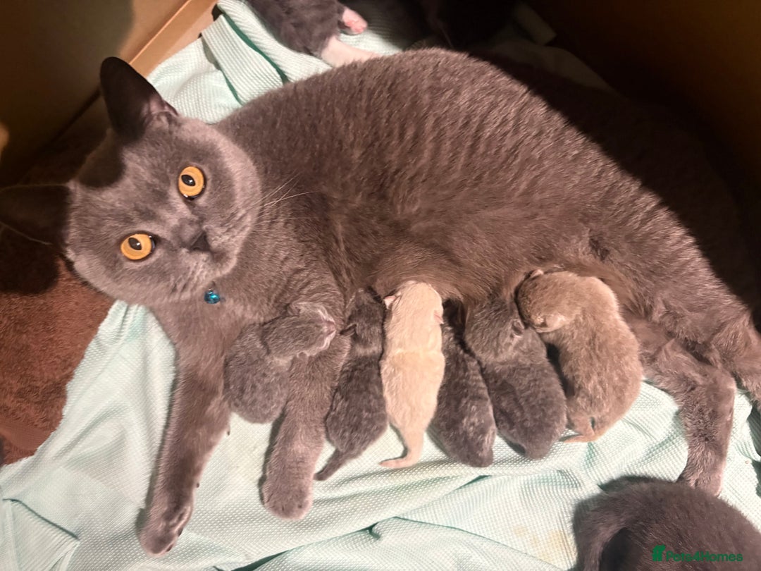 British Shorthair cats for sale: BSH Blue, White rare, Cream, Grey adorable kittens - Image 7