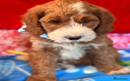 Mixed Breed dogs for sale: Australian Labradoodle  - Image 7