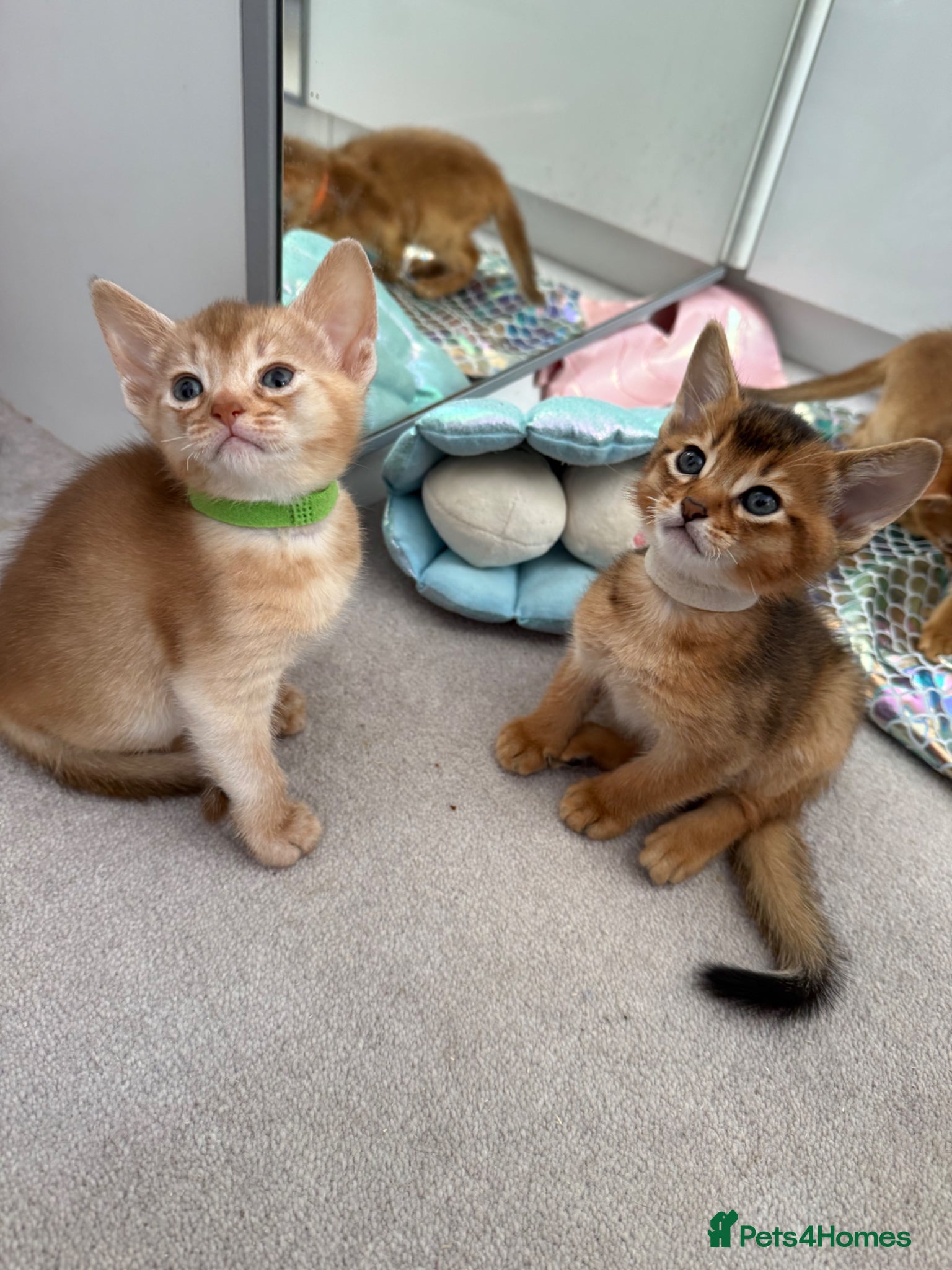Abyssinian cats TICA reg Fawn and Ruddy Aby boys - Advert 2