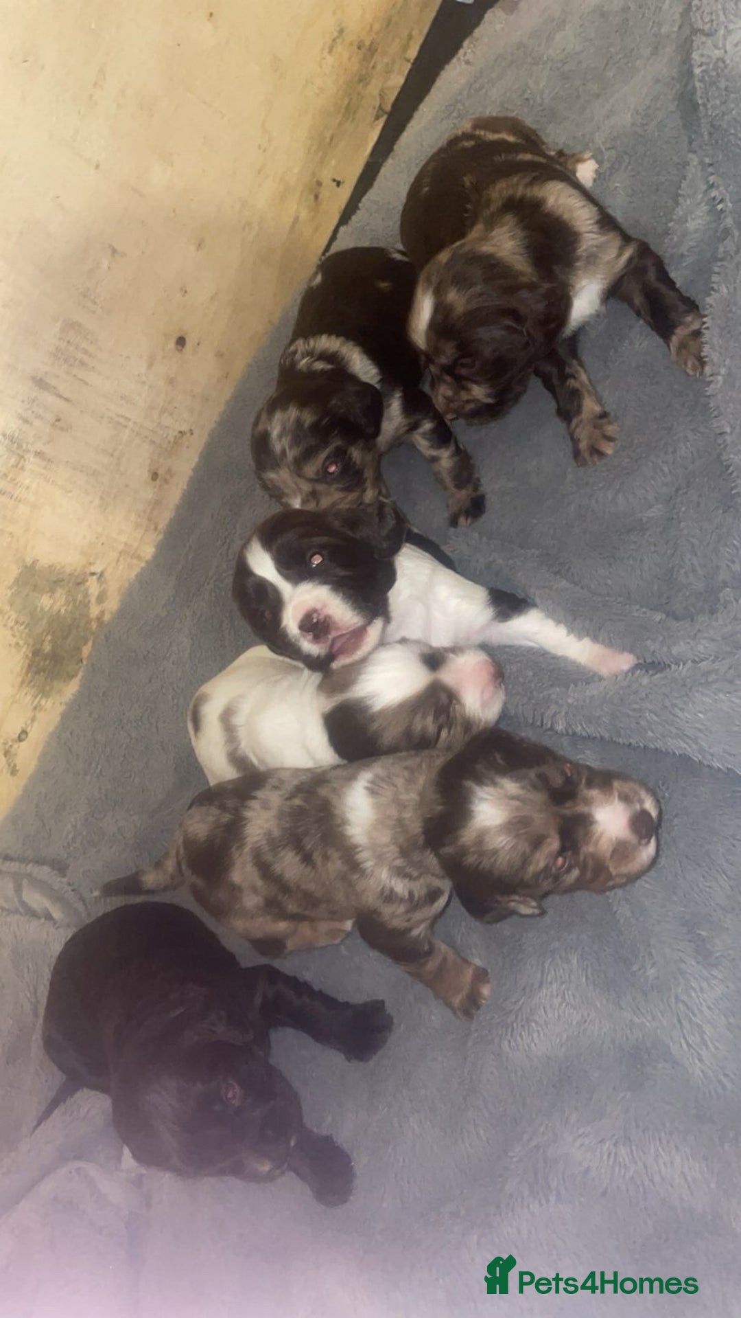 Cocker Spaniel dogs for sale: Beautiful cocker spaniels  - Advert 8