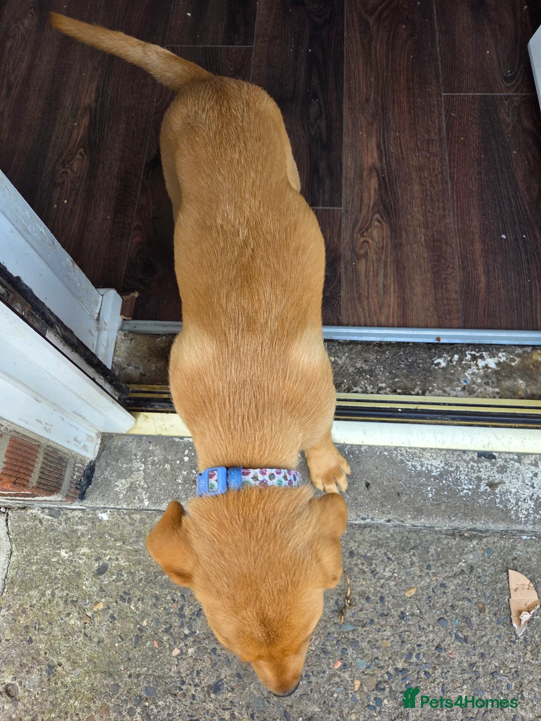 Labrador Retriever dogs for sale: Red fox labrador puppy  in Cramlington - Advert 2