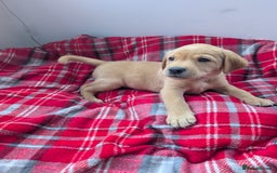 Labrador Retriever dogs for sale: Beautiful Labrador puppys  - Image 32