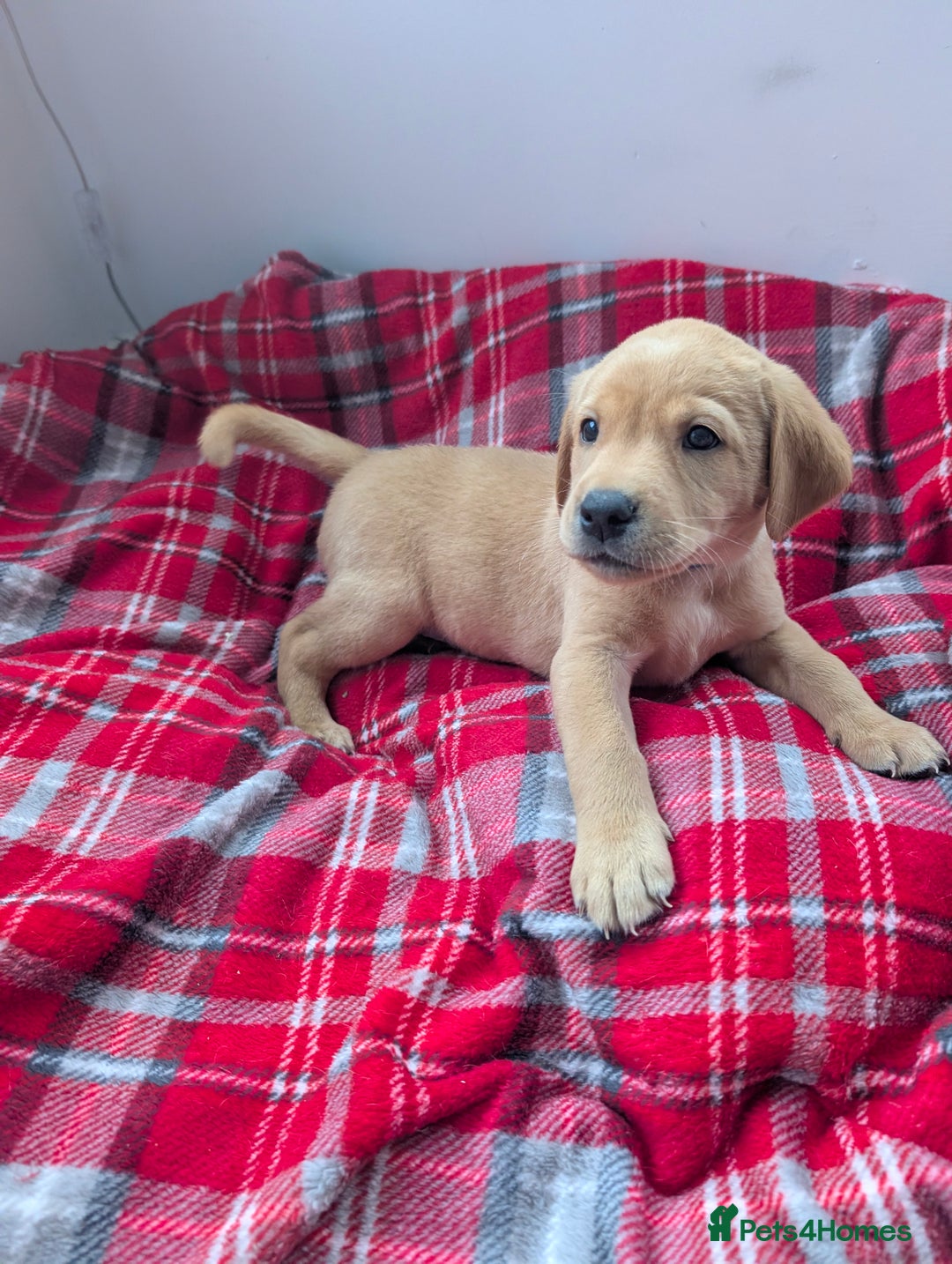 Labrador Retriever dogs for sale: Beautiful Labrador puppys  - Image 32