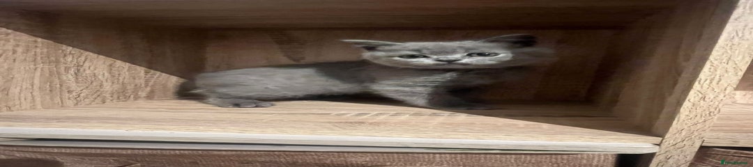 British Shorthair Kitten  light blue 