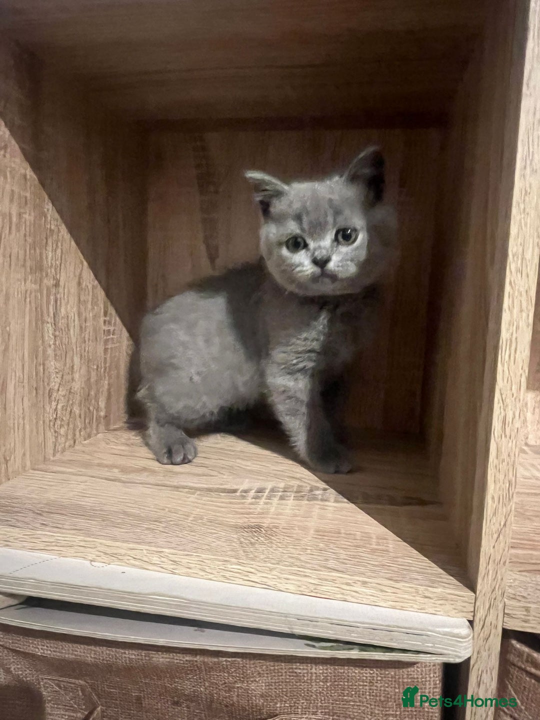 British Shorthair cats for sale: READY NOW!!Pedigree British Short Hair Kittens - Image 2