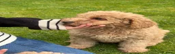 Cockapoo dogs for sale: Cockapoo Puppies!! 🐶  - Advert 15