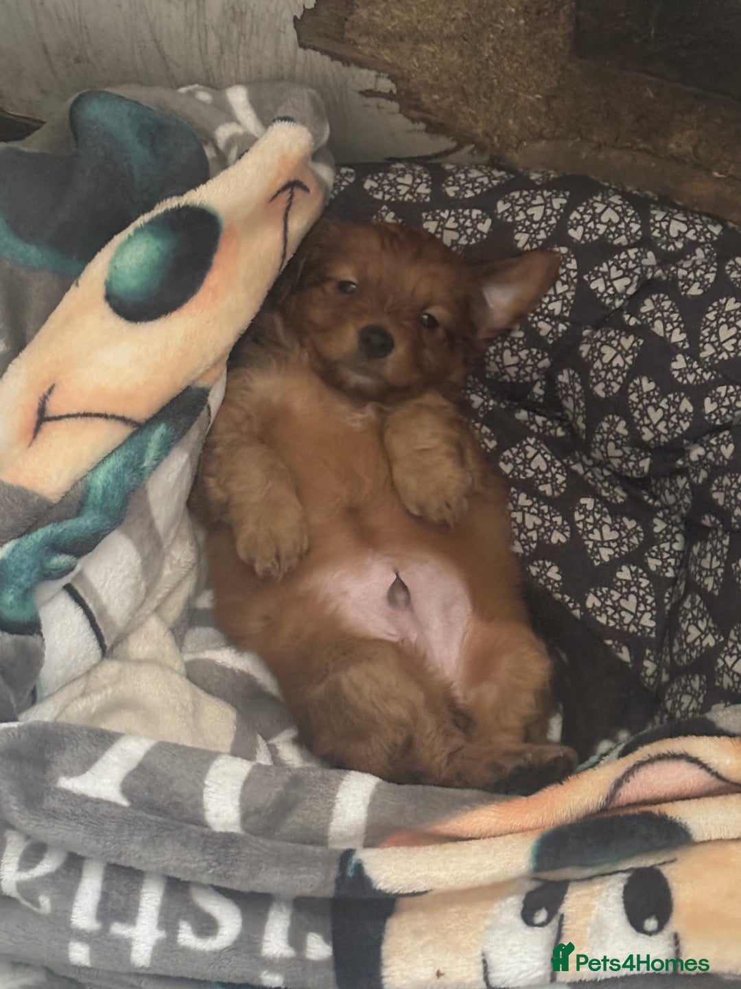 Mixed Breed dogs for sale:  Cockerainan   - Image 12