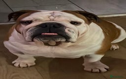 English Bulldog dogs for sale: 2x English Bulldogs adult females  - Advert 2