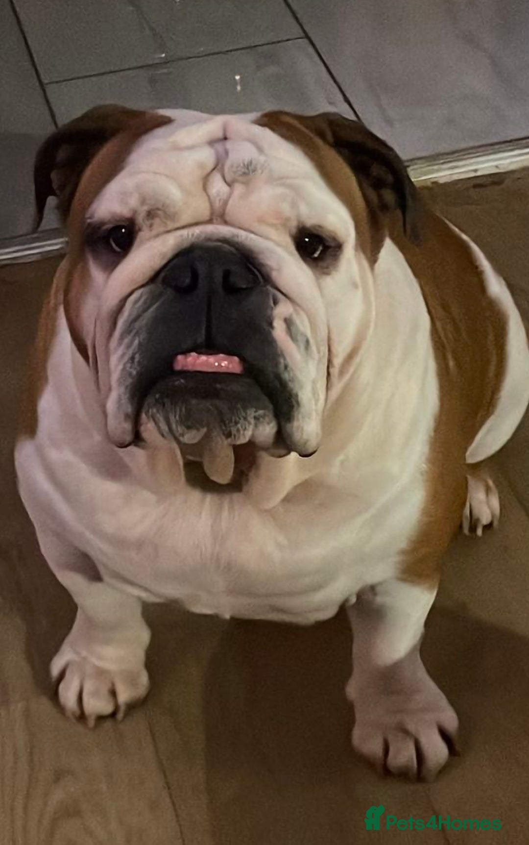 English Bulldog dogs for sale: 2x English Bulldogs adult females  - Advert 2