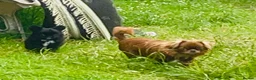 Chihuahua dogs for sale: Kc Russian Thai chihuahuas  in Ellesmere Port - Advert 1