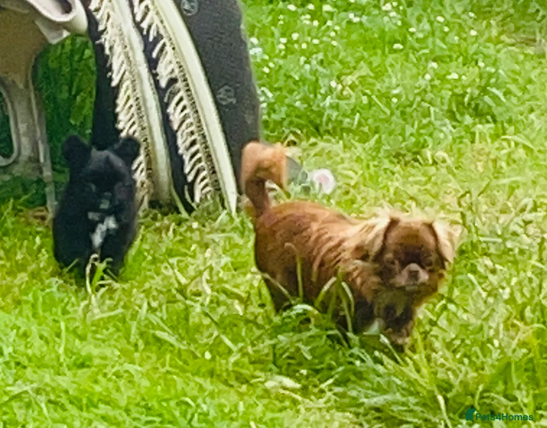 Chihuahua dogs for sale: Kc Russian Thai chihuahuas  in Ellesmere Port - Advert 1