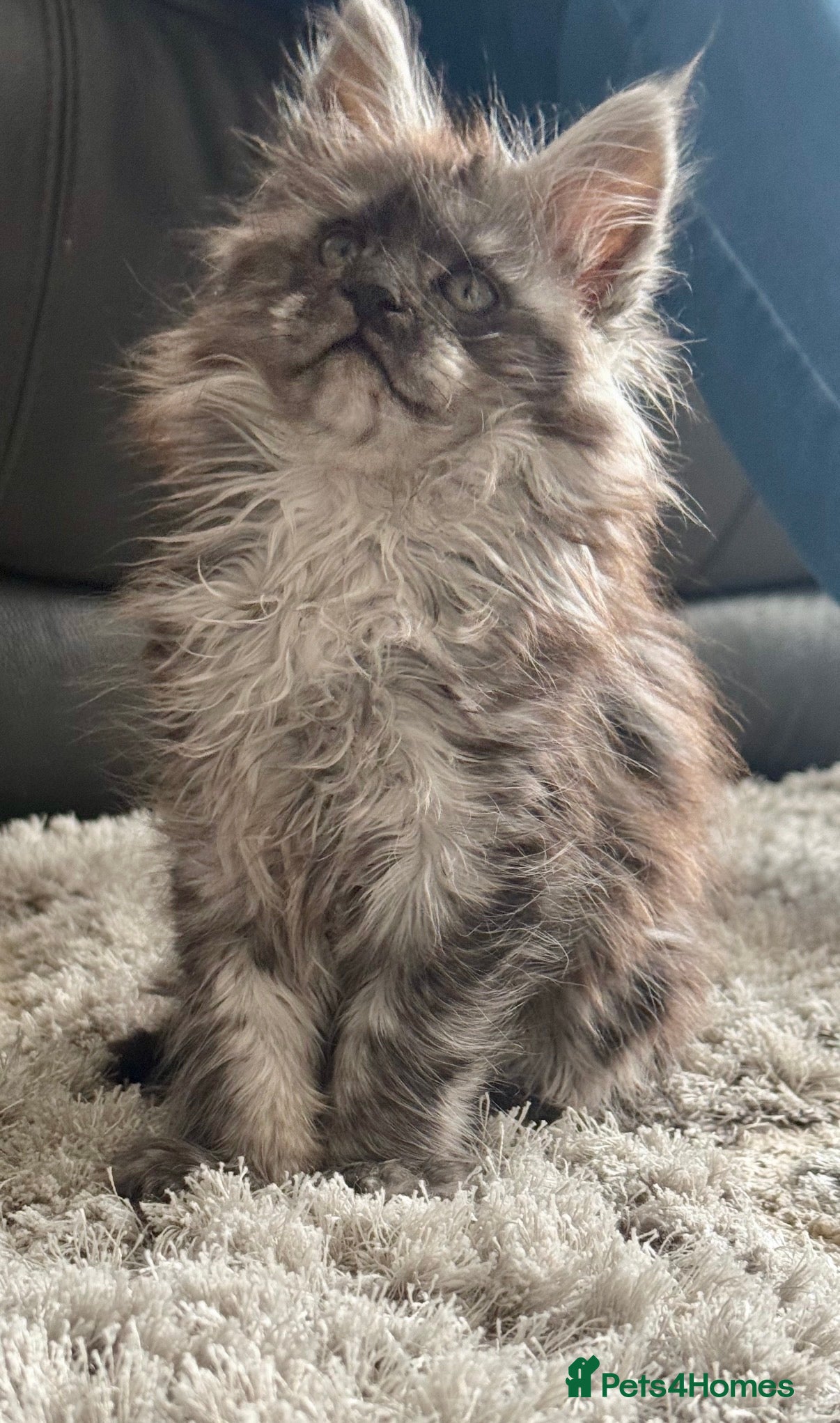 Maine Coon cats Several litters of Outstanding pedigree kittens  - Advert 14